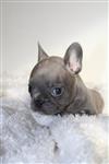 Franse Bulldog pups in huis opgevoed