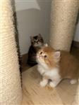 Britse korthaar kittens te koop