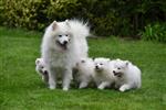 Samojeed pups te koop