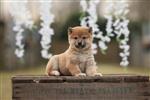 Shiba Inu pups te koop, Belgisch Shiba fokker