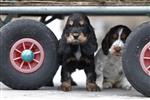Engelse Cocker Spaniel pups te koop