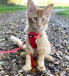 Schattige Maine Coon kitten 