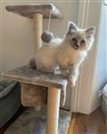 Schattige kitten 