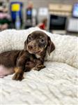 Jack russel x teckel pups te koop 