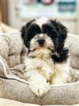 prachtige shih-tzu pupjes te koop 