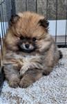 Pomeranian pups met stamboom