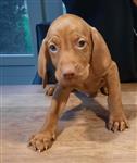 Mooie Vizsla pups 
