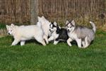 Prachtige Siberische Husky Pups te Koop.