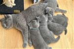 Rassen van Britse Korthaar Kittens