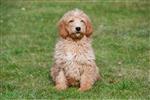 Goldendoodle Pups Te Koop