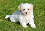 Maltezer pups te koop
