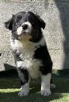 Border collie pups 