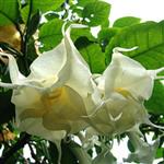 Brugmansia ( engelentrompet)