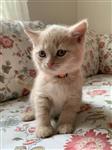 Rasecht Brits Korthaar kittens