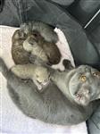 Britse korthaar kittens 