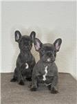 Blauw Franse bulldog pups 