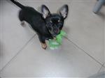 hondje