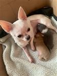 Kortharige chihuahua puppesi te koop