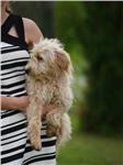 Mini Goldendoodle