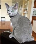 Russisch Blauw Kitten