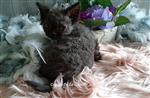 Superspeelse Selkirk Rex kittens 