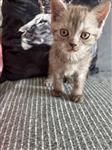 Kitten Brits Korthaar 