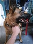 Mechelaar kruising duitse herder 
