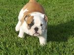Mooie Engelse Bulldog pups.