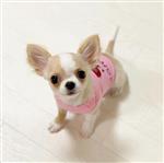 Chihuahua pups ter herplaatsing