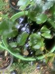 waterlelie en vijvermand