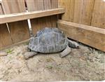 Aldabra-schildpadden te koop