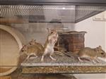 Jonge gerbils