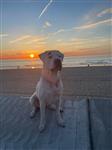 Dekreu:Dogo Argentino