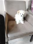Lief klein mini hondje