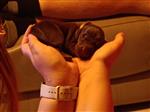 Pups te koop 