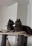 Russisch blauwe katten