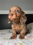 ?? Vriendelijke teckelpups te koop