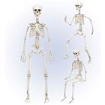 Halloween Skelet Beweegbaar 90cm