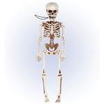 Halloween Skelet Beweegbaar 40cm