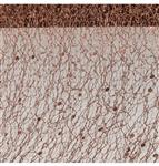 CHOCOLATE GLITTERED TABLE RIBBON 10CM X 5M