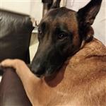 Mechelaar te koop wegens verhuis 