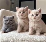 Britse korthaar dekkater, GCCF-kampioen