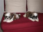 Twee Shih Tzu puppies pups 