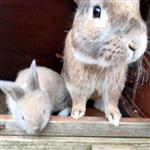 Englisch Angora Kaninchen suchen ein Zuhause