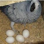 Beschikbare bevruchte vogeleieren