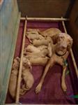 Mooie Vizsla pups 