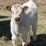 Mini Highland-koeien te koop.