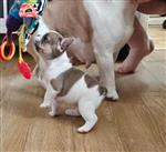 Prachtige franse bulldogpupjes