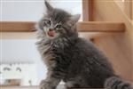 Maine Coon kittens te koop 