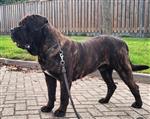 Dekreu aangeboden Mastino, Mastiff